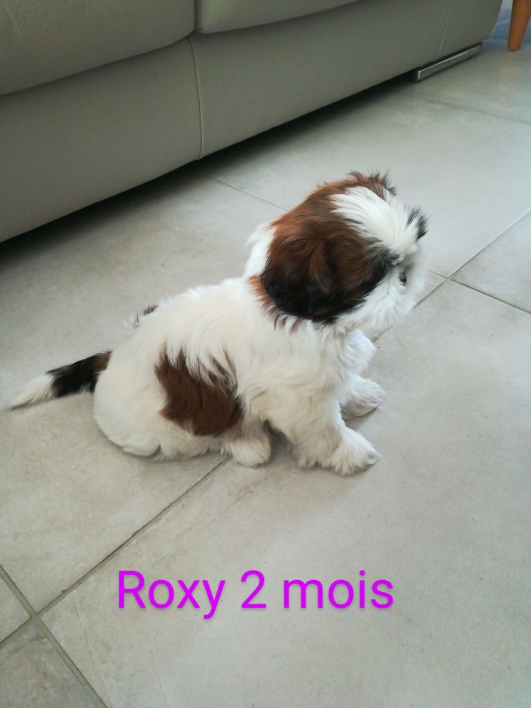 Roxy Des Merveilles Occitanes