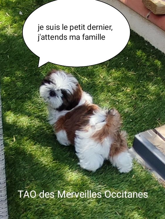 chiot Shih Tzu Des Merveilles Occitanes