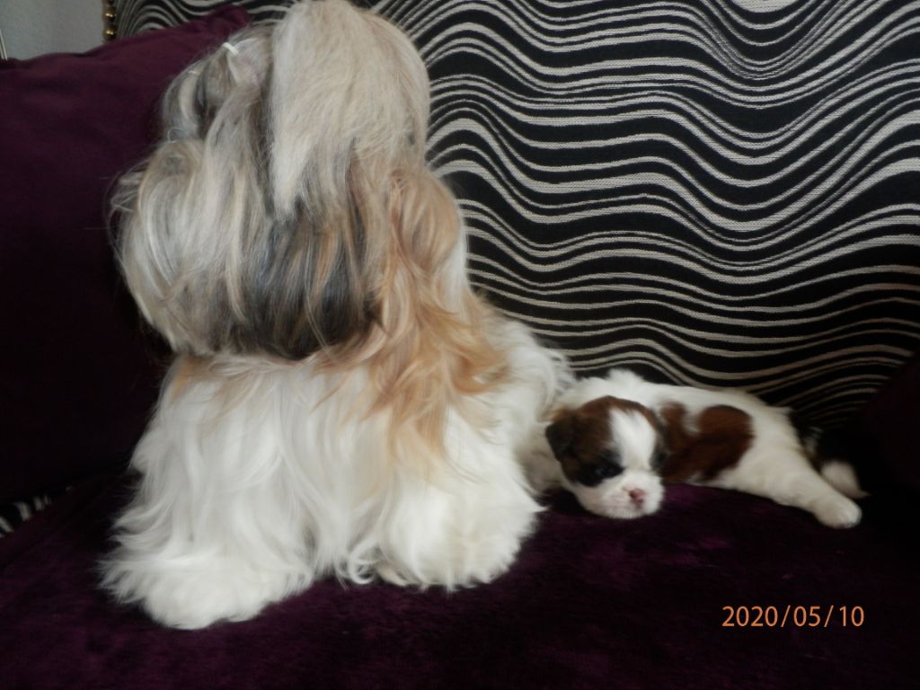 Des Merveilles Occitanes - Shih Tzu - Portée née le 11/04/2020