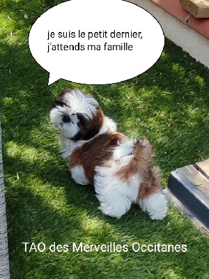 Des Merveilles Occitanes - Shih Tzu - Portée née le 03/03/2022