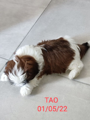 TAO 