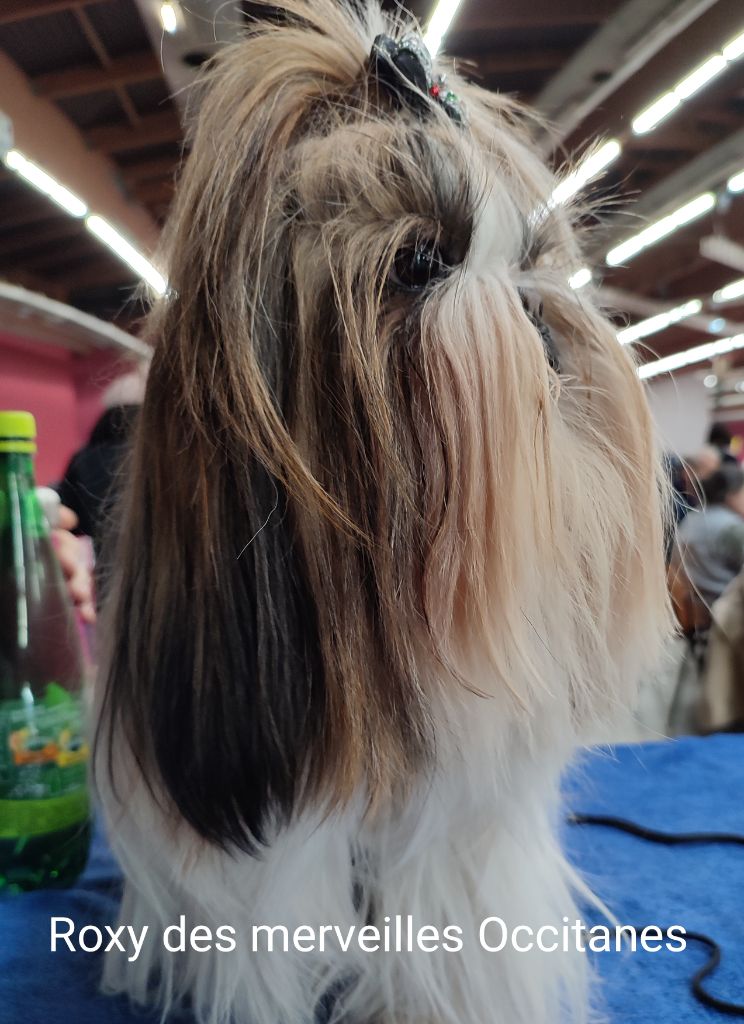 Roxy Des Merveilles Occitanes