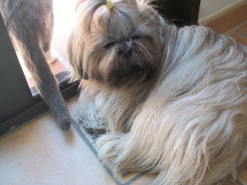 SHIH TZU : GESSIE LOVE DE L'ANGELARDE
