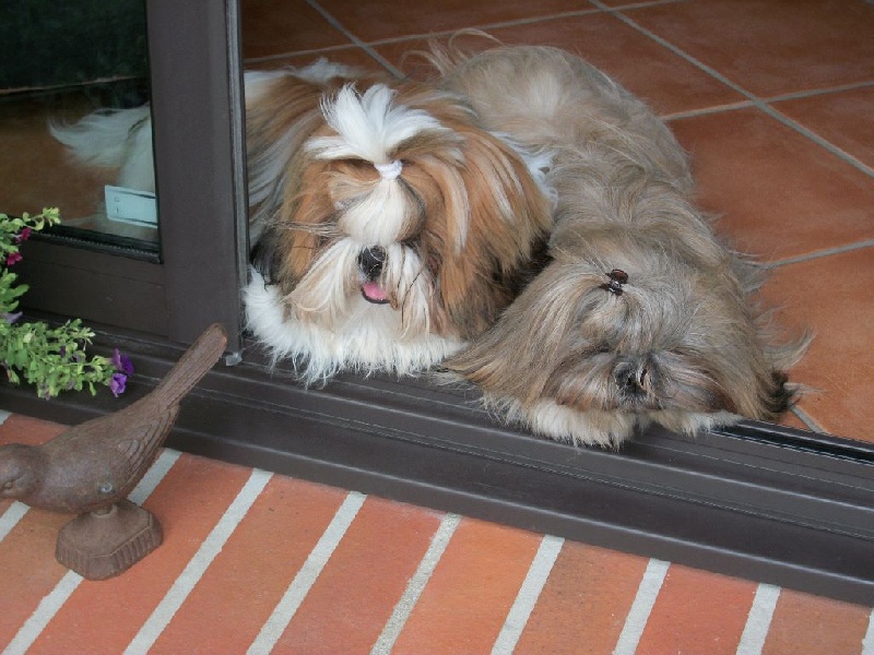 SHIH TZU : IDAO DU GRAND SAULE DE CHAMARET