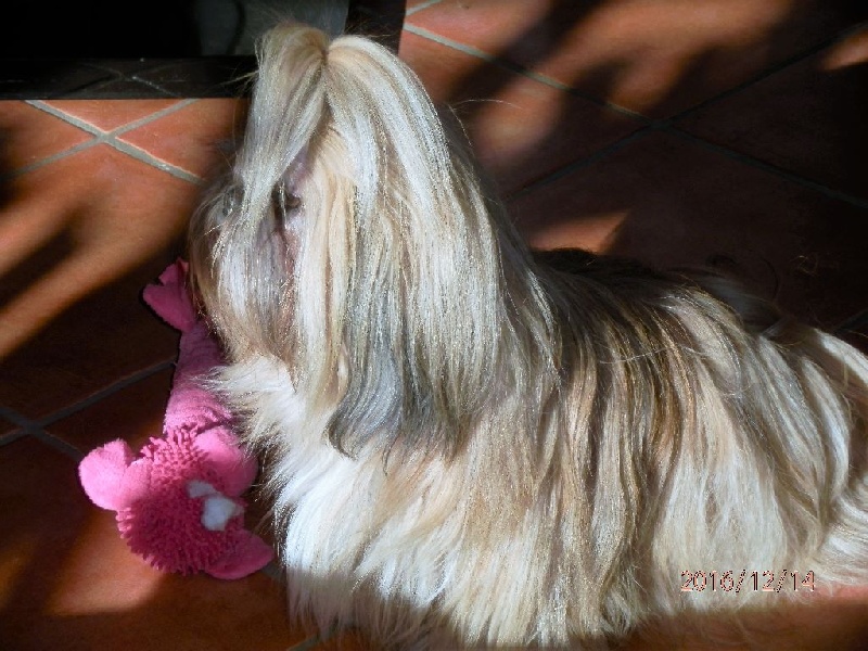GESSIE LOVE DE L'ANGELARDE
