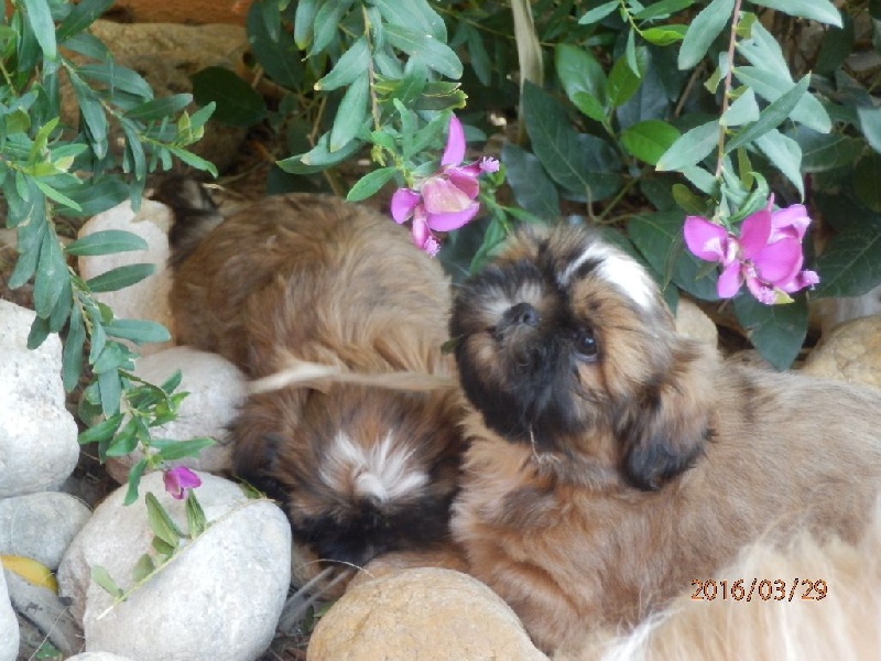 Chiot Shih Tzu Des Merveilles Occitanes