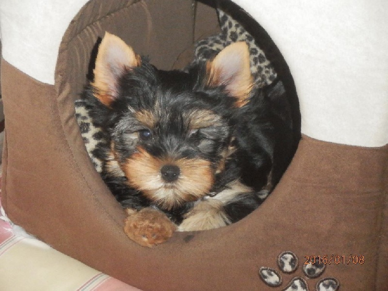 Des Merveilles Occitanes - Yorkshire Terrier - Portée née le 08/11/2015